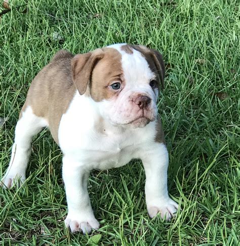 Olde English Bulldogge Puppies for sale.